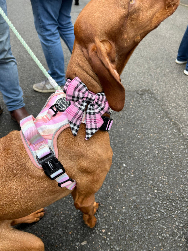 Brown dog wearing a pink harness with a checkered bow on a leash. Handmade by Barkley and Fetch on our UK workshop