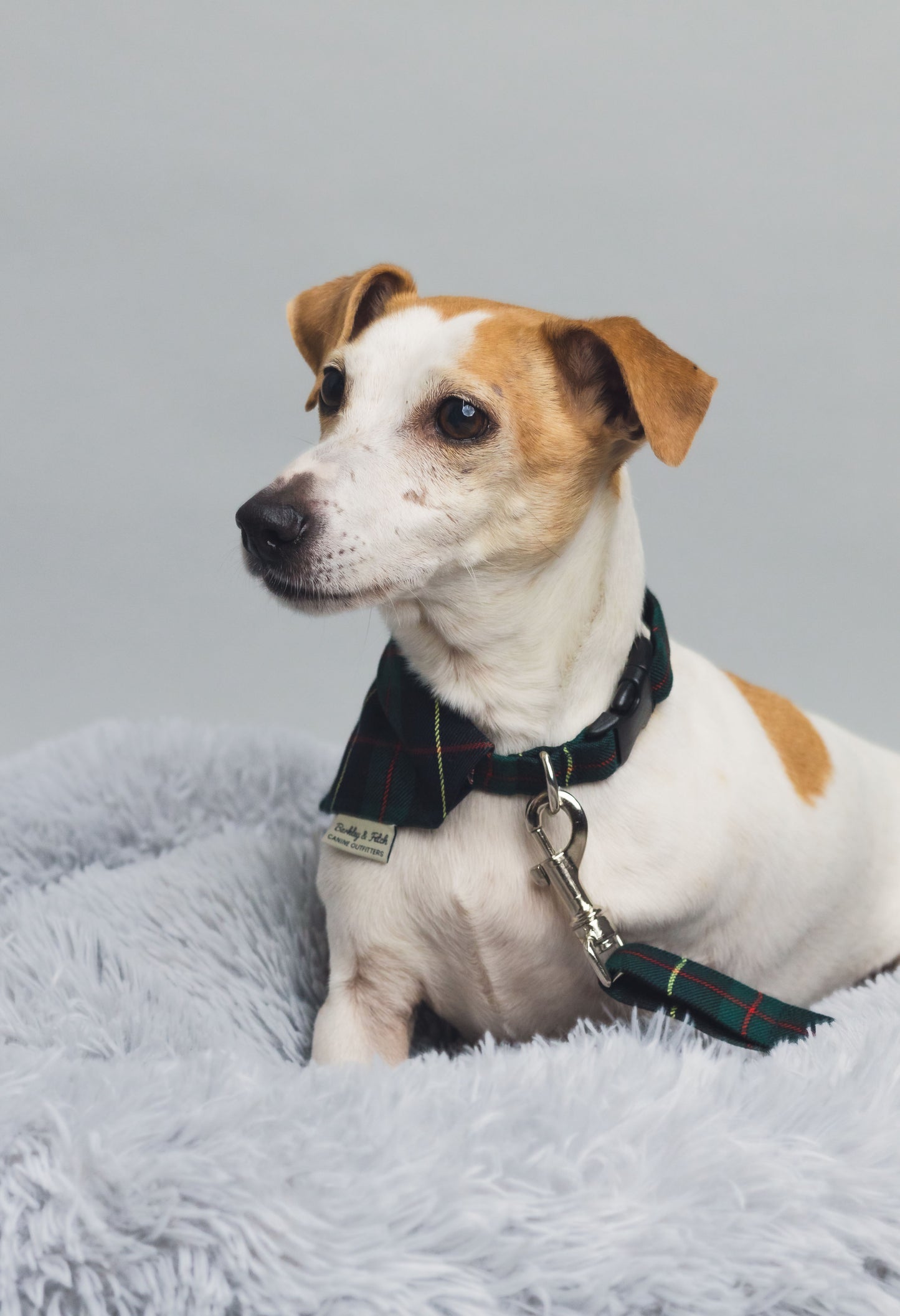 Green/Navy Tartan Dog Collar