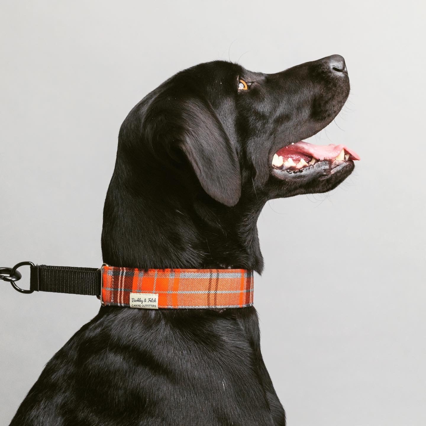 Side view of black Labrador wearing an orange martingale collar, gazing up at his owner