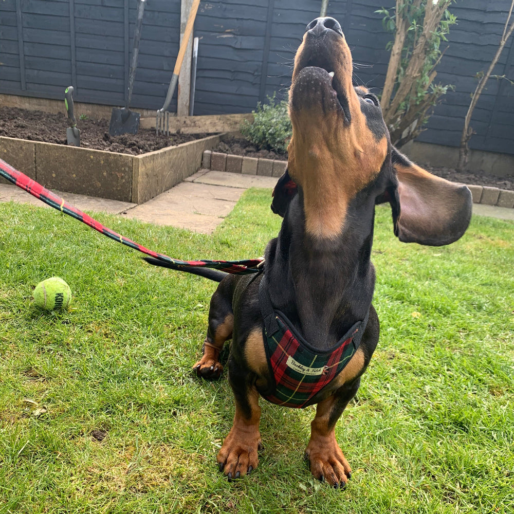 Dachshund wearing red and green tartan dog harness, sat on grass and looking up. One ear is flying out to the side of his head.