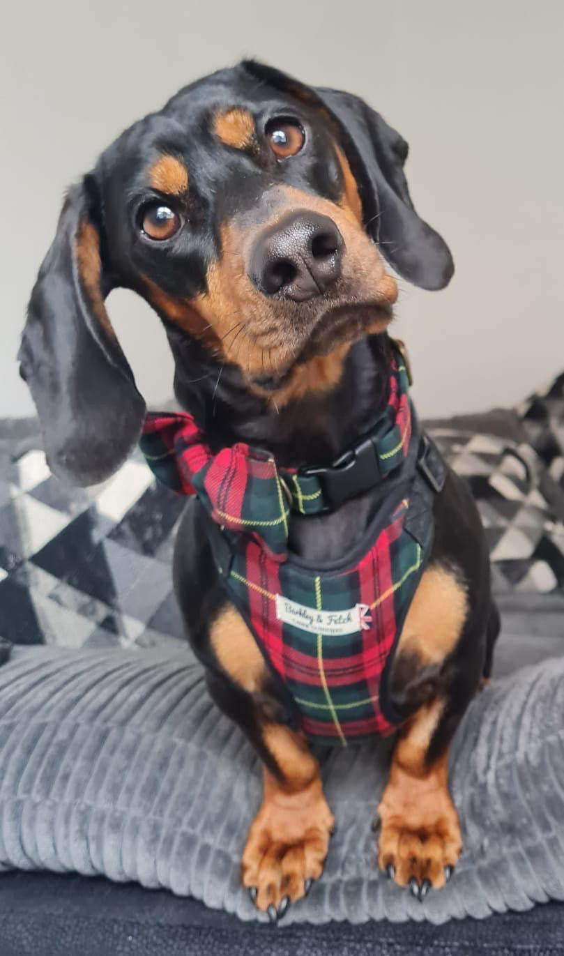 Dachshund wearing red and green dog harness, collar and bow tie, sat on a grey corduroy sofa with his head tilted