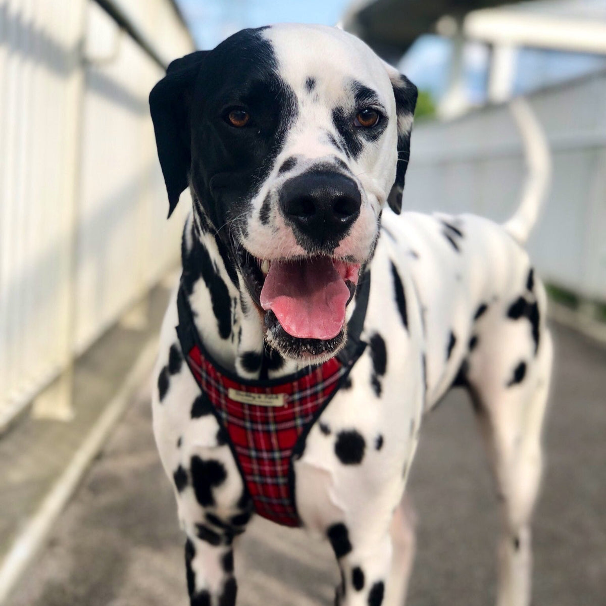 Dalmation dog stood with his tongue out wearing a red tartan dog harness