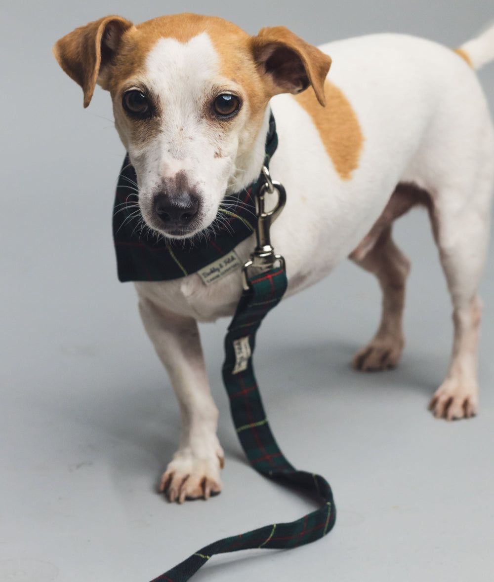 Green and navy tartan dog lead and bandana on a jack Russell with three legs