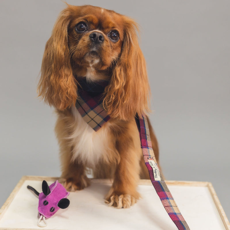 Dog wearing a plaid collar with a toy on a gray background