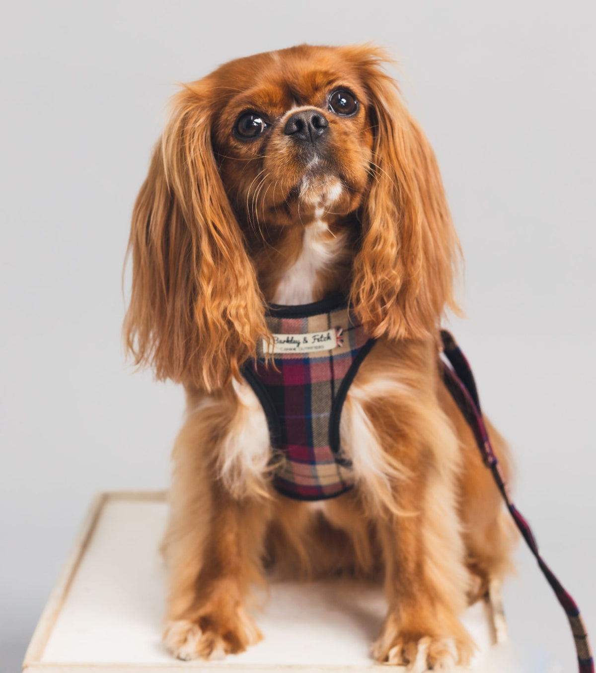 King Charles spaniel wearing wine tartan coloured harness sat on a box