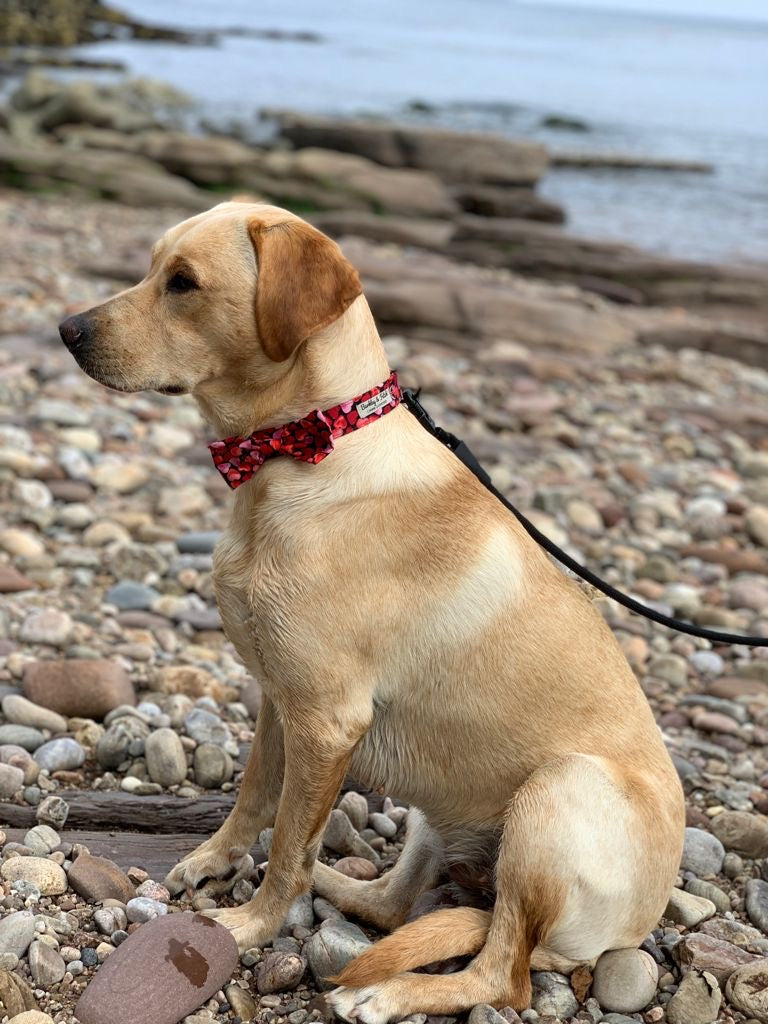 Labrador wearing barkley and fetch love hearts set sat on a pebble beach