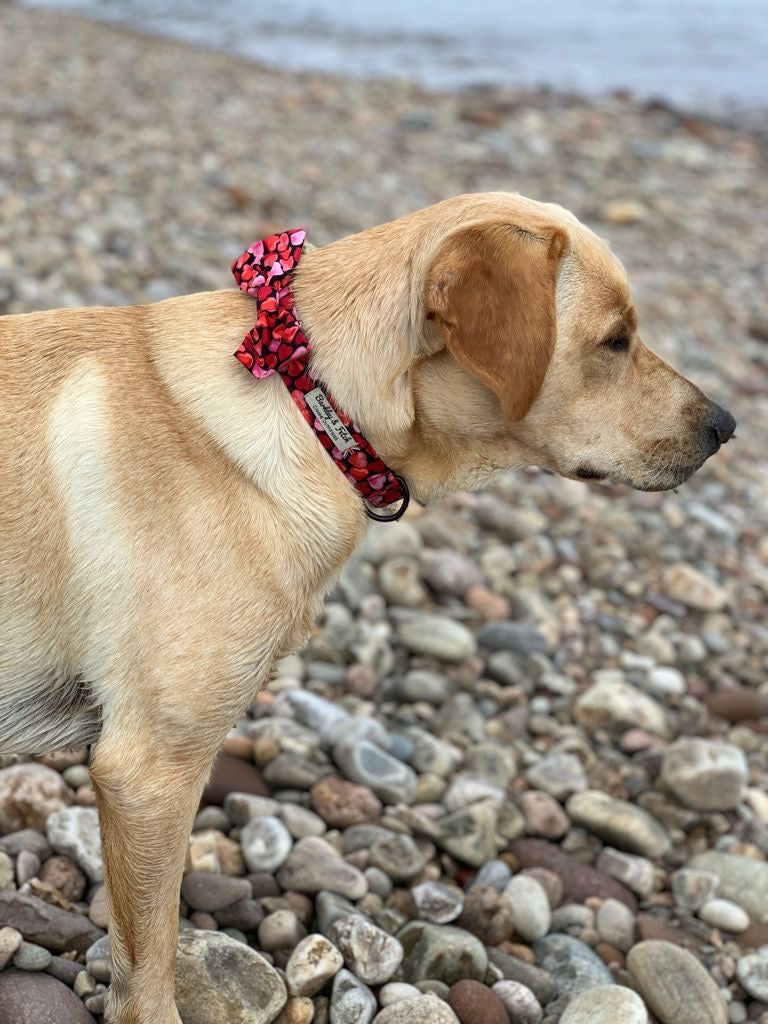 Labrador wearing barkley and fetch love hearts collar and bow on pebble beach
