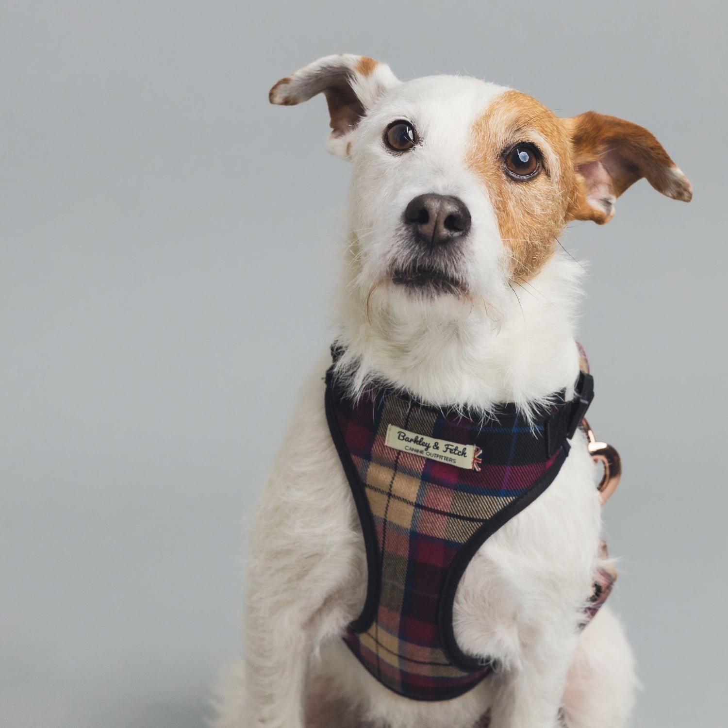 Rough haired Parsons terrier dog wearing a wine coloured dog harness
