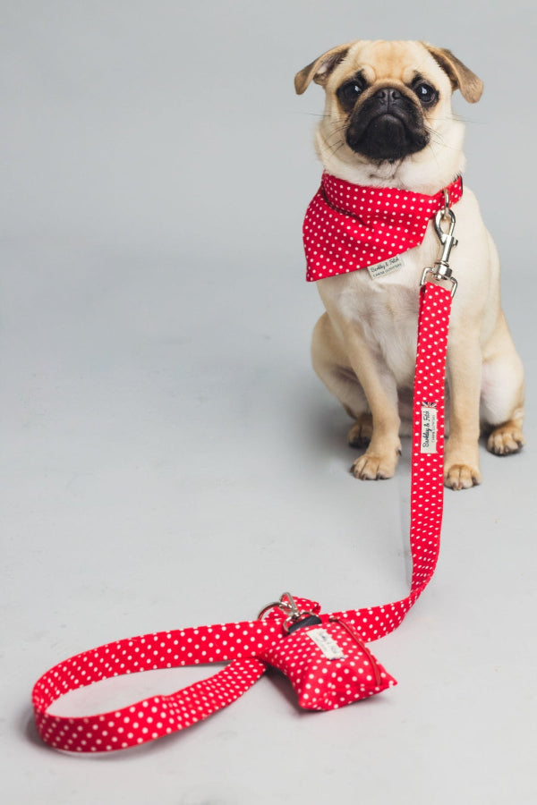 Pug wearing red polka dot collar, lead and bandana