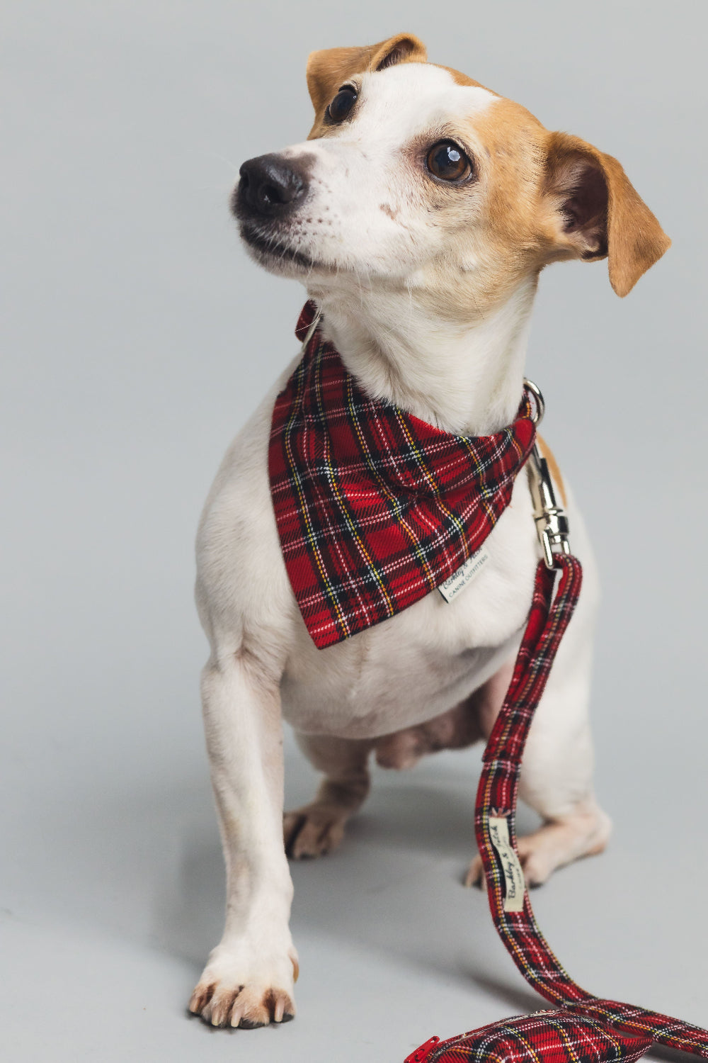 Red tartan lead collar and bandana on jack Russell with 3 legs