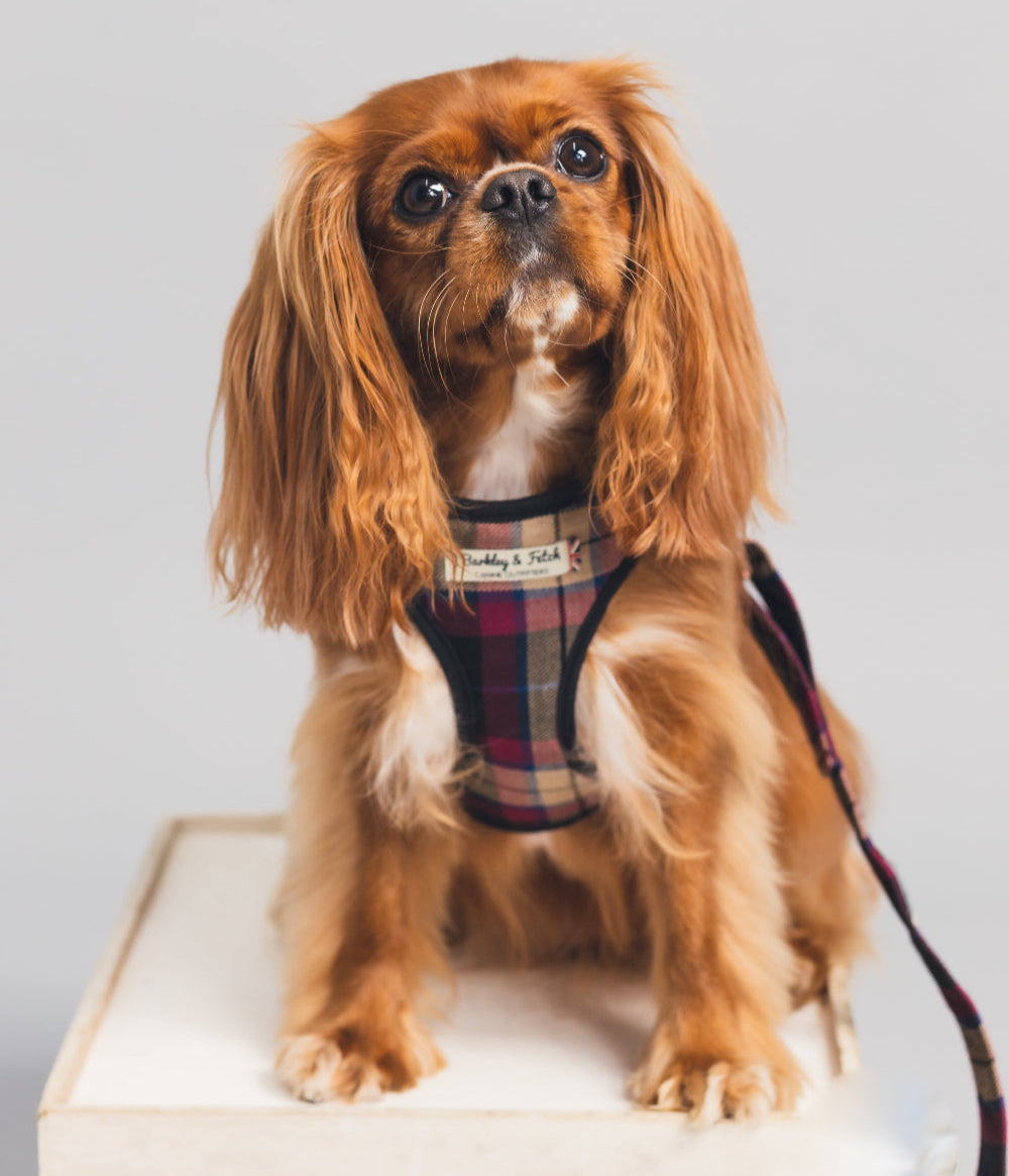 Handmade Wine tartan harness and lead on and apricot coloured King Charles spaniel who is sitting on a box looking upwards