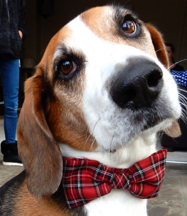 head of beagle dog in red tartan dog bowtie looking straight to camera