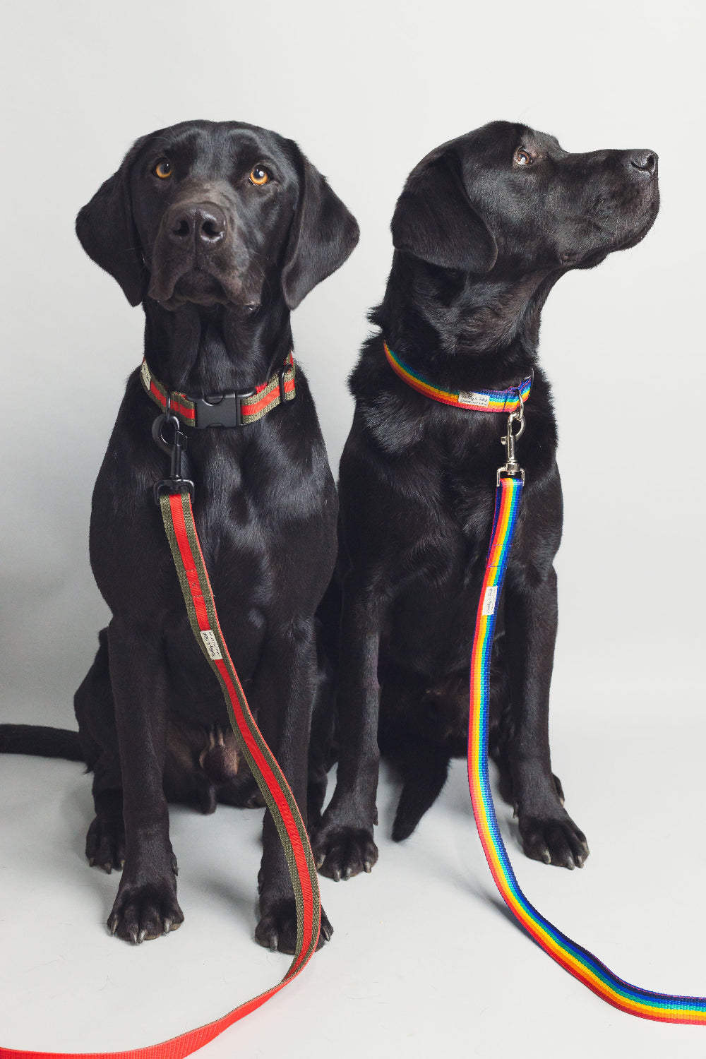 Two black dogs with rainbow leashes and collars on a white background