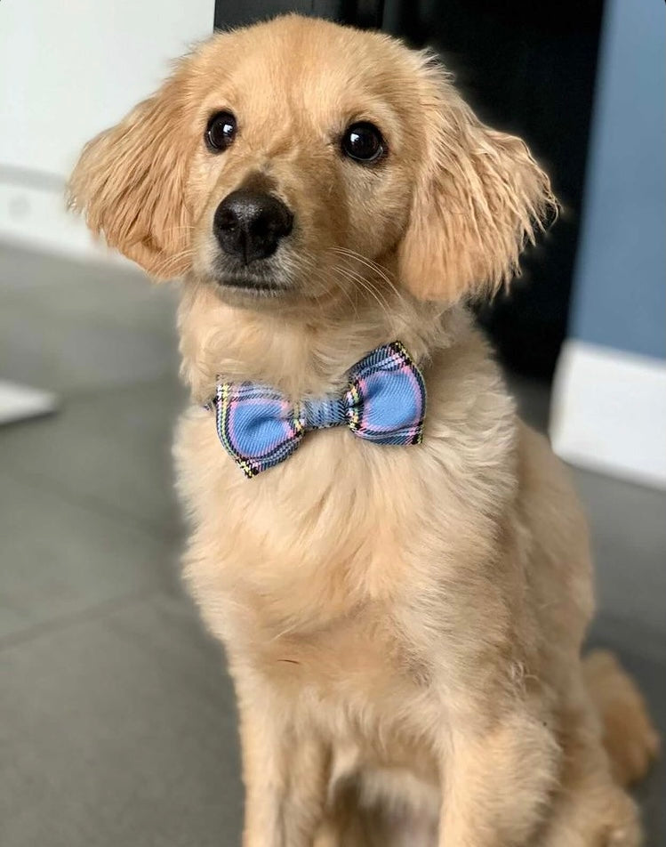 Blue Tartan Dog Bowtie