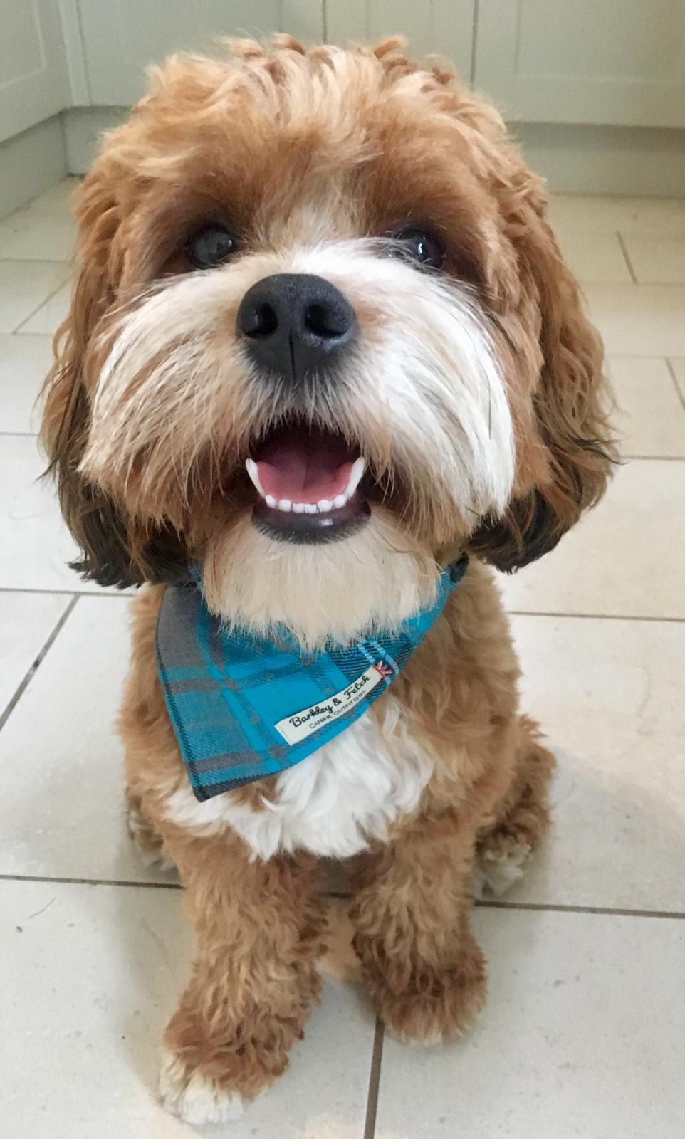 cavaapoo Rufus wearing turquoise tartan dog bandana sat on tiled kitchen floor. Handmade by Barkley and fetch in UK