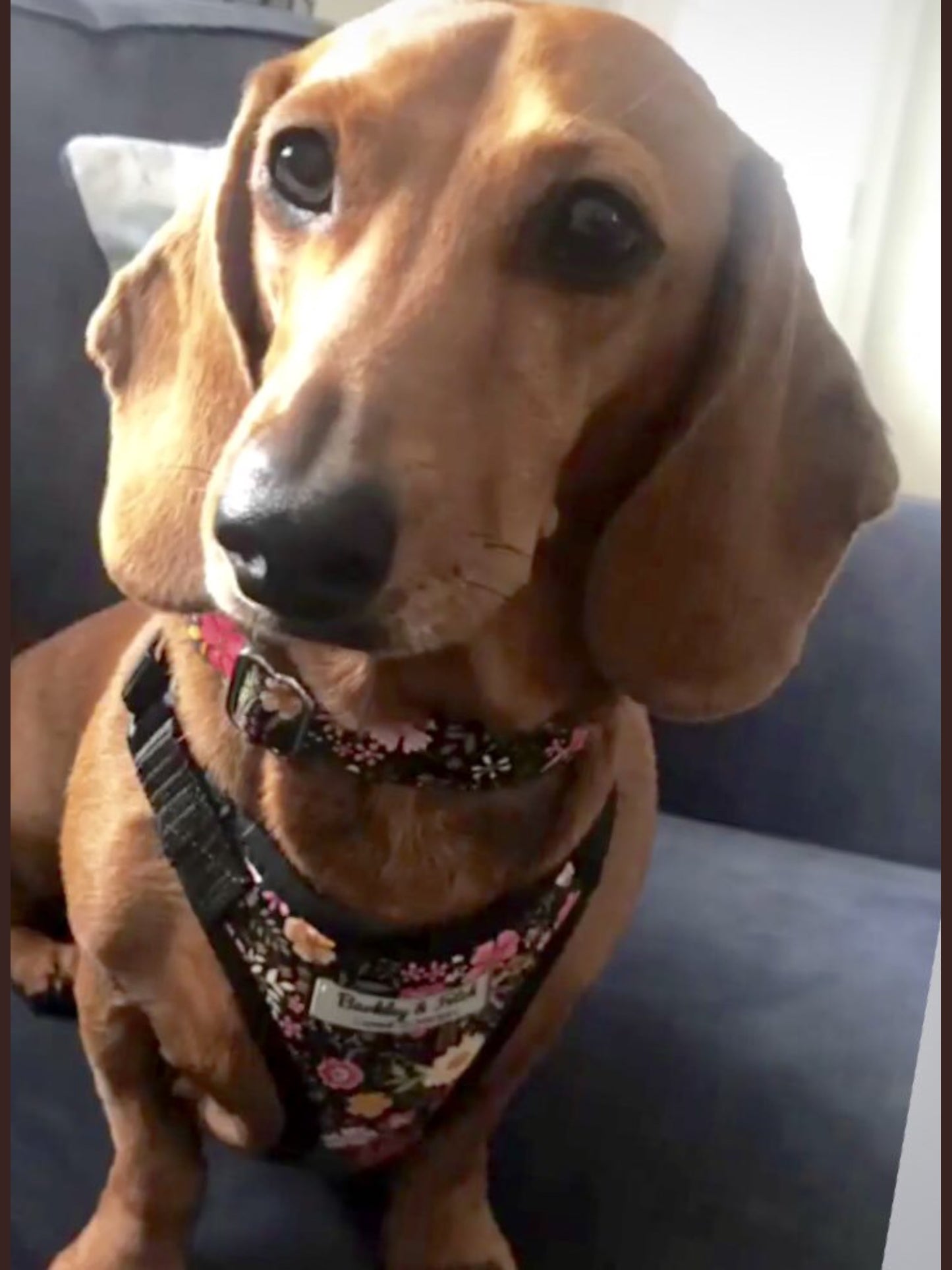 dachshund dog wearing a flowery dog harness whilst sat on a dark grey sofa
