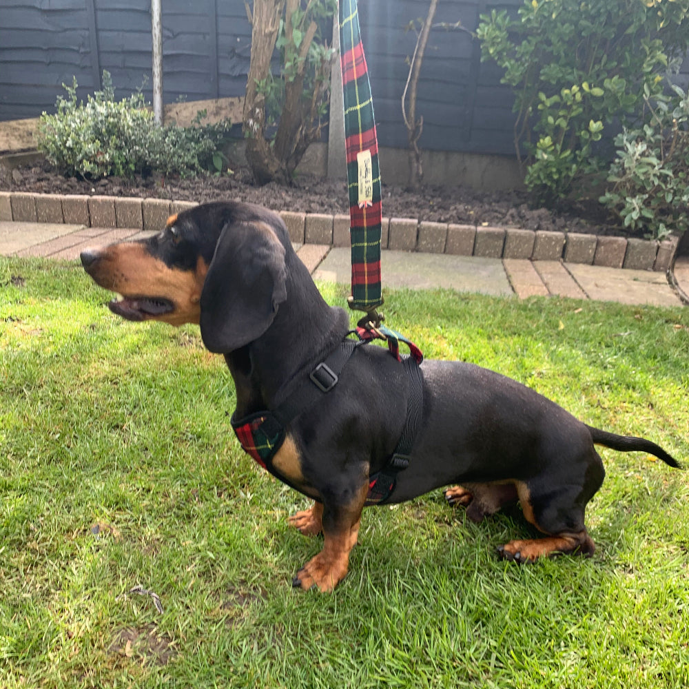 Side view of Dachshund wearing a dog harness in a garden