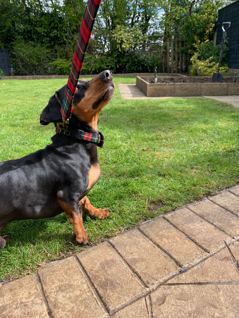 dachshund wearing red and green tartan collar and lead on a lawn