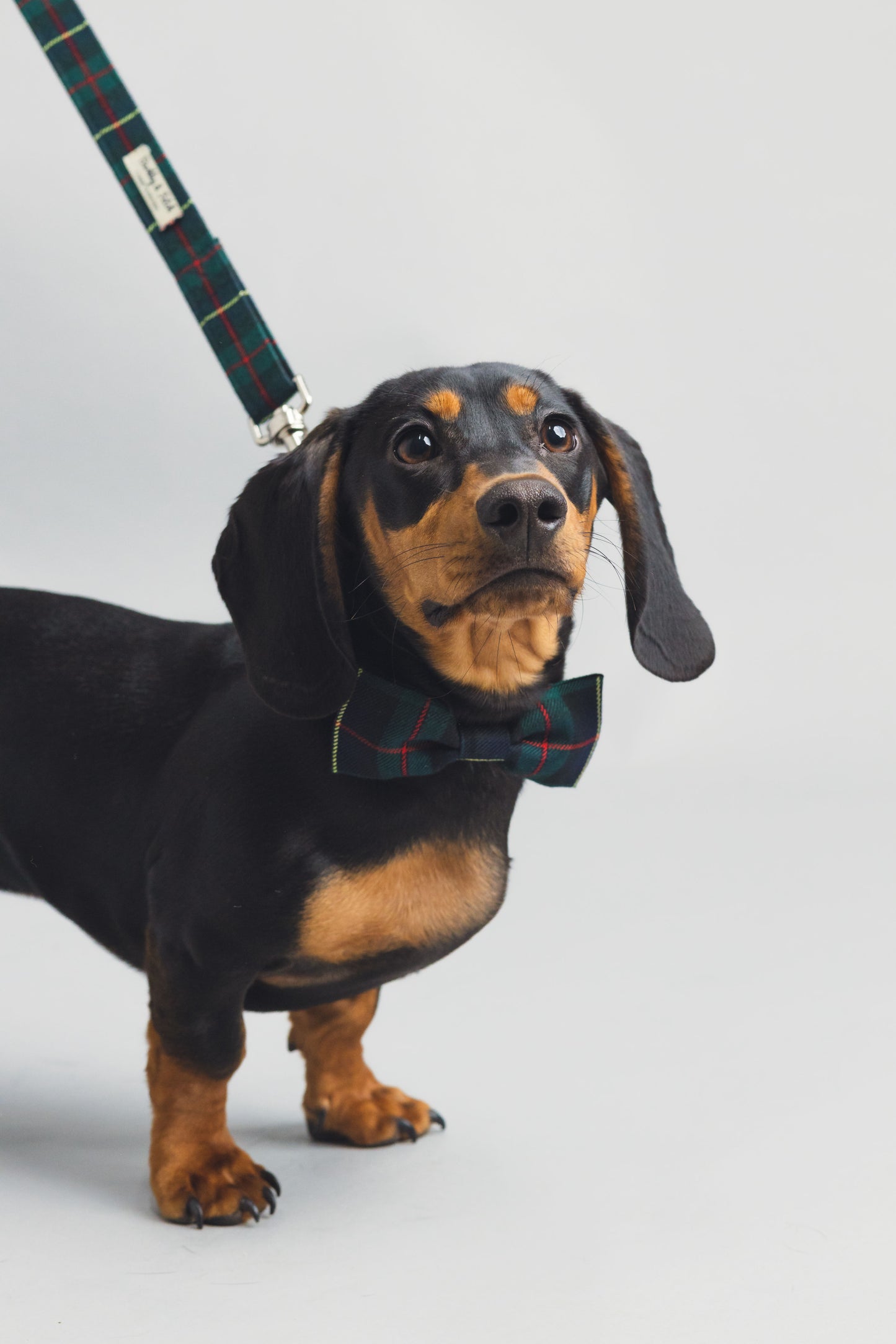 Green/Navy Tartan Dog Bowtie