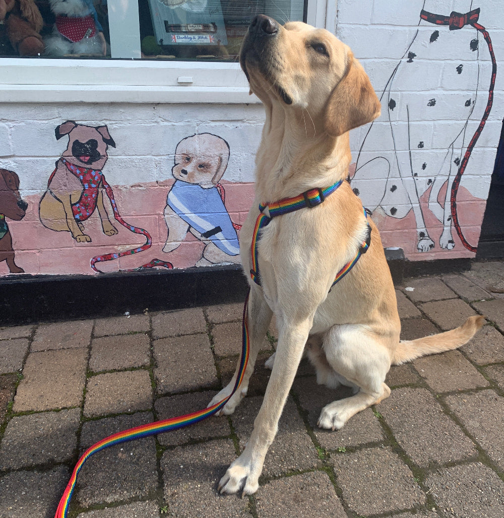 Rainbow Webbing Harness