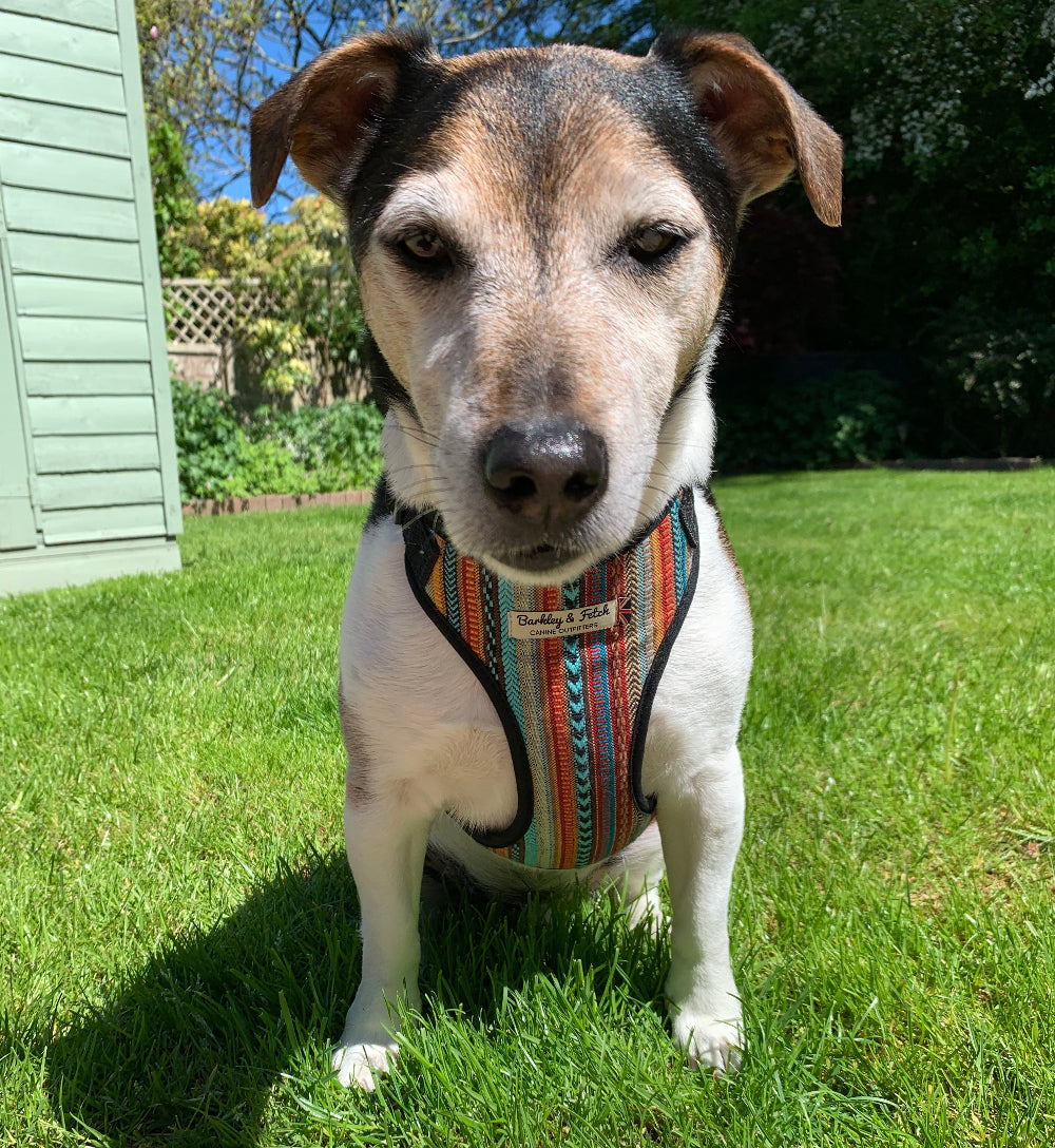 Jack Russell terrier wearing dreamcoat harness sat on grass