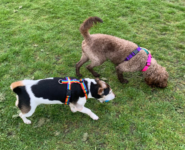 jack Russell and mini labradoodle dogs sniffing on green grass wearing barkley and fetch handmade harnesses