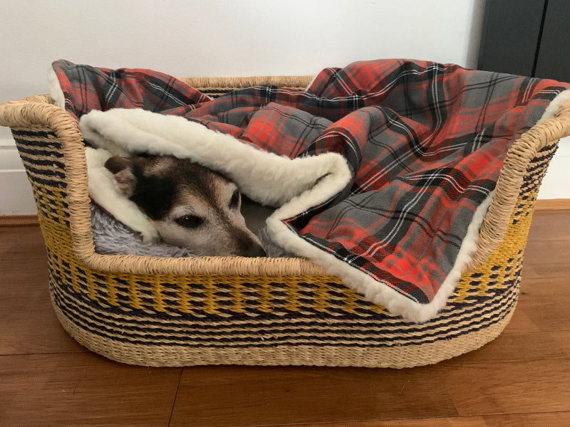 Dog lying in a wicker pet bed with a plaid blanket