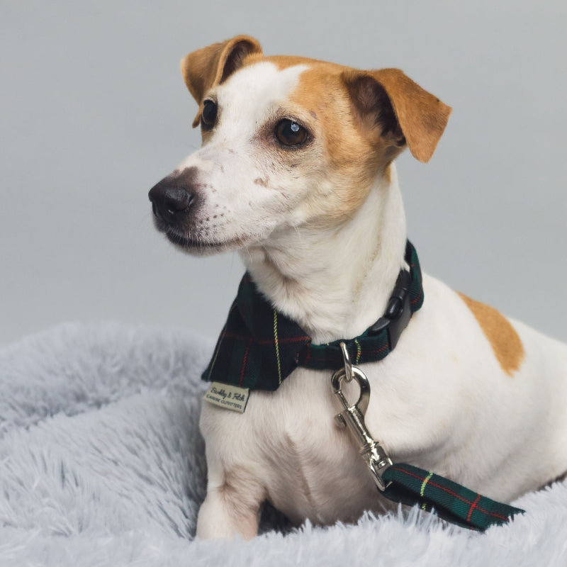 jack Russell terrier wearing green tartan dog bandana, collar and lead sat in a fluffy dog bed on a grey back ground. Handmade in the Uk by Barkley and Fetch