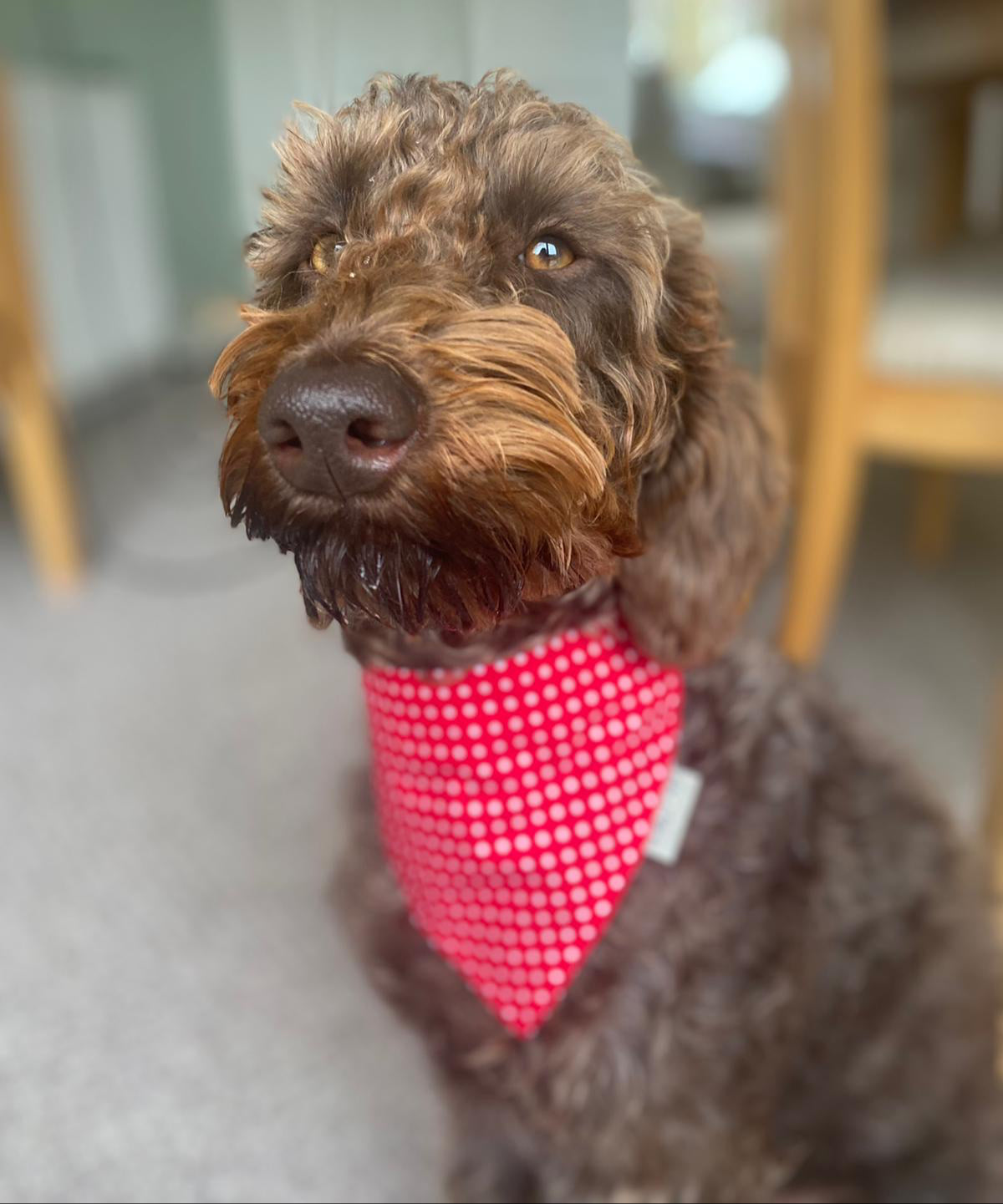 chocolate labradoodle wearing a red spotty neckerchief