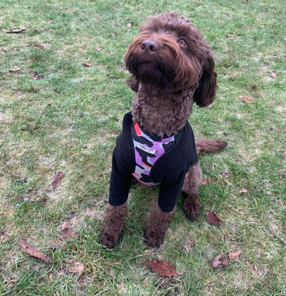 brown labradoodle wearing camo harness in purple grey and red over a black fleece looking up for treats. Sat on the grass