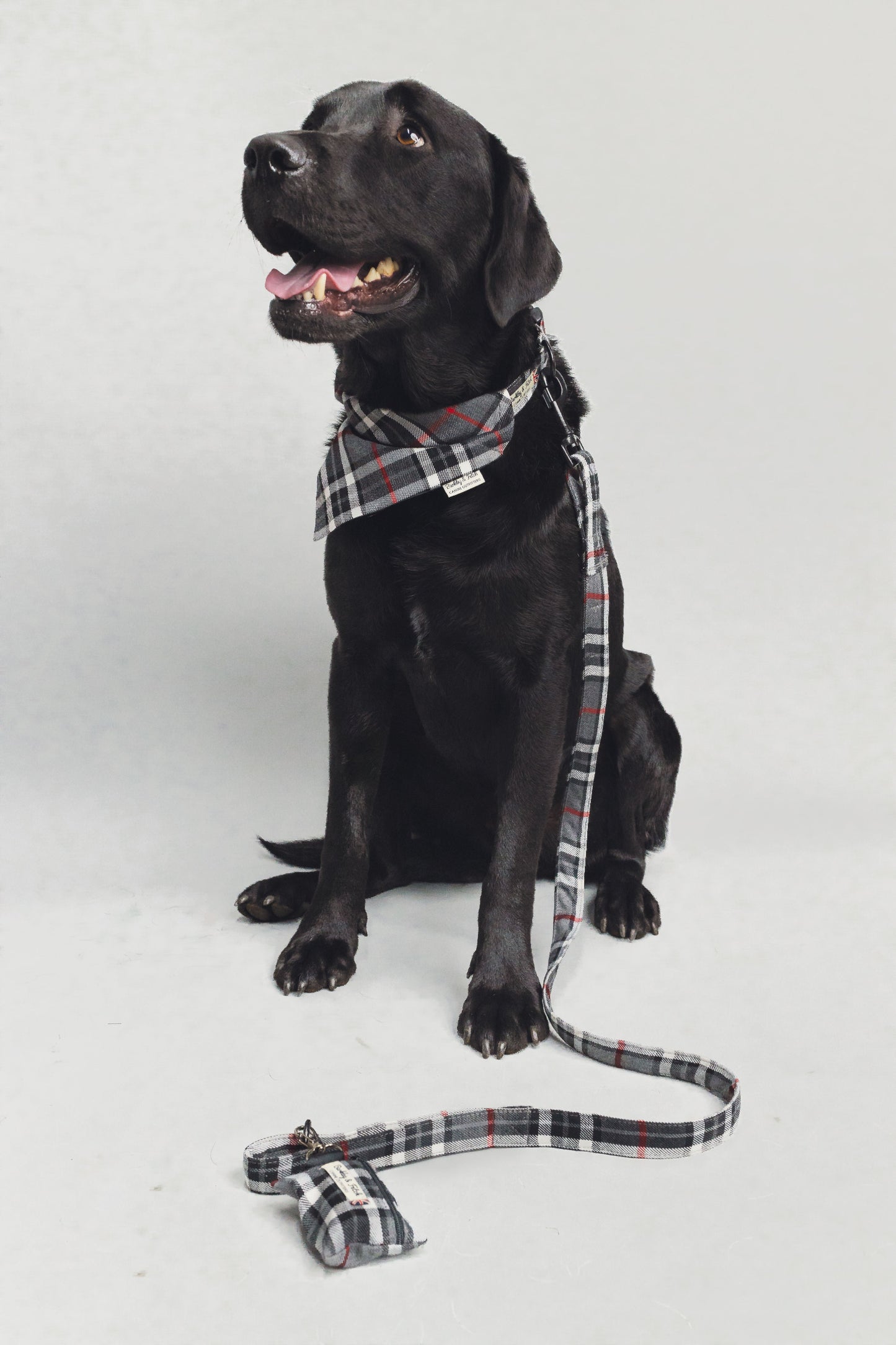 black labrador wearing black-white tartan collar lead and bandana with his tongue out