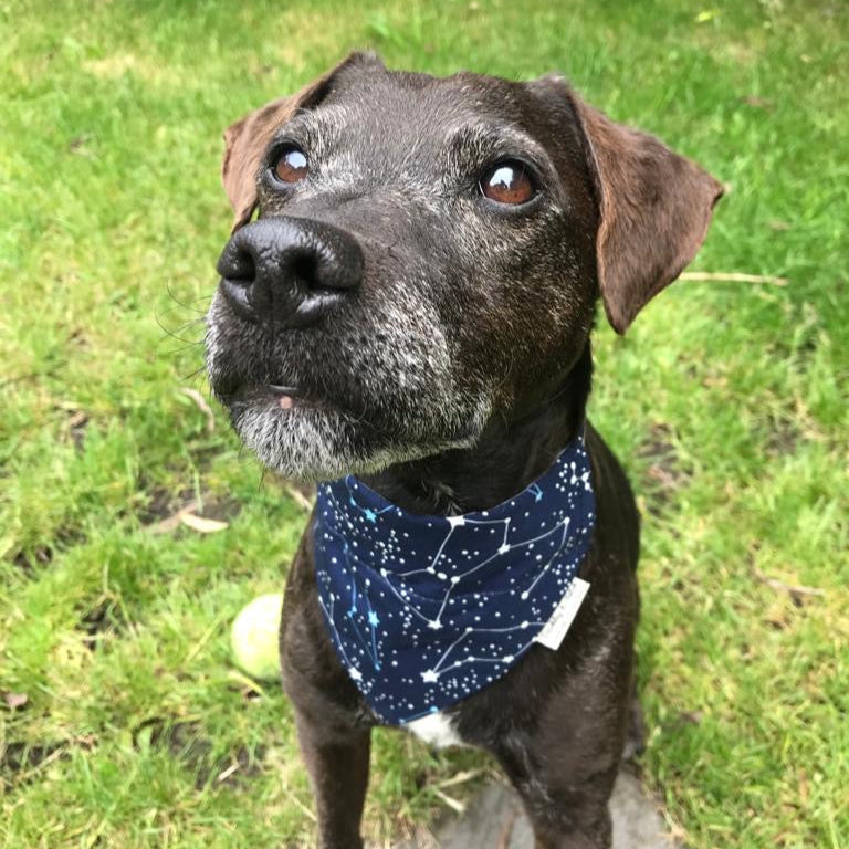 patterdale_terrier_wearing zodiac print dog collar and bandana on grass