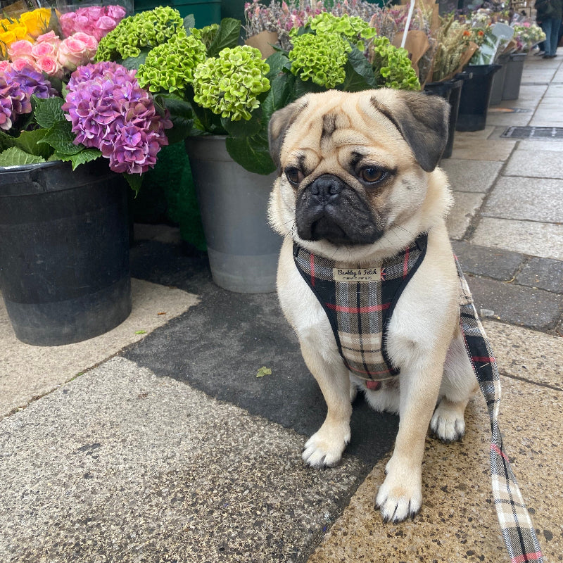 Pug dog wearing a plaid harness sitting on a pavement with flowers in the background