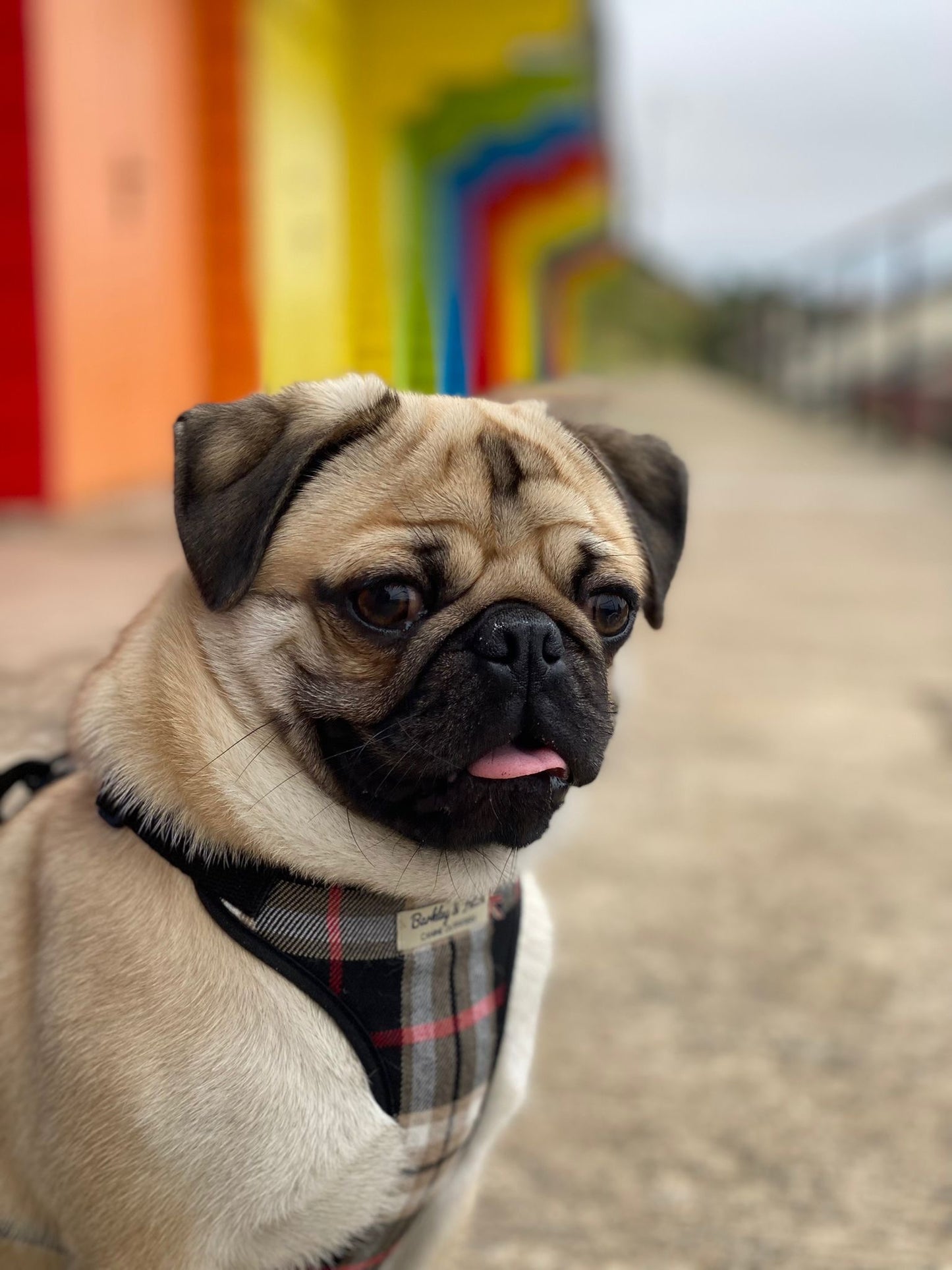 pug sat in front of beach huts with tongue out wearing barkley and fetch harness