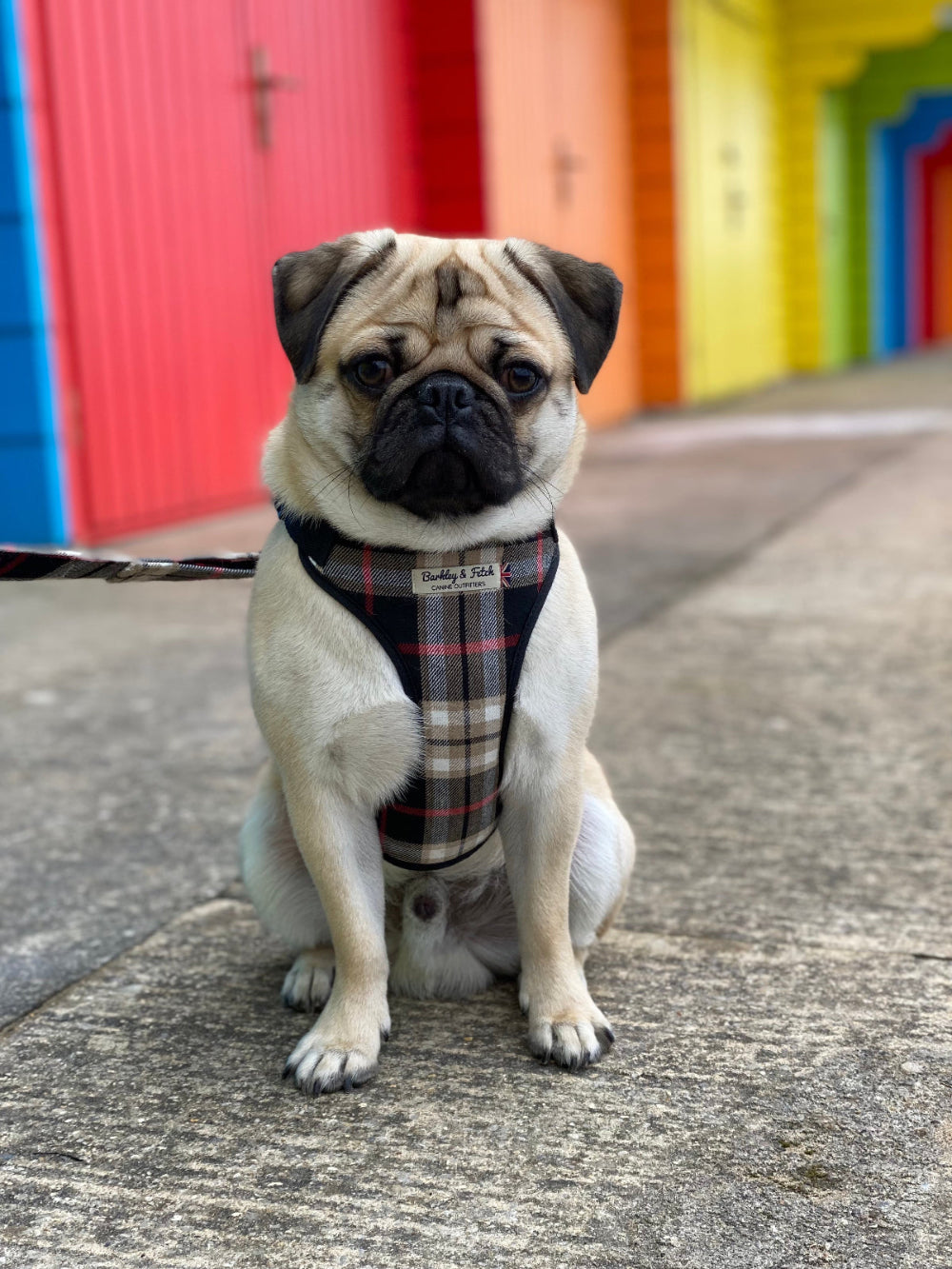 pug sat in front of colourful beach huts wearing a black and beige harness
