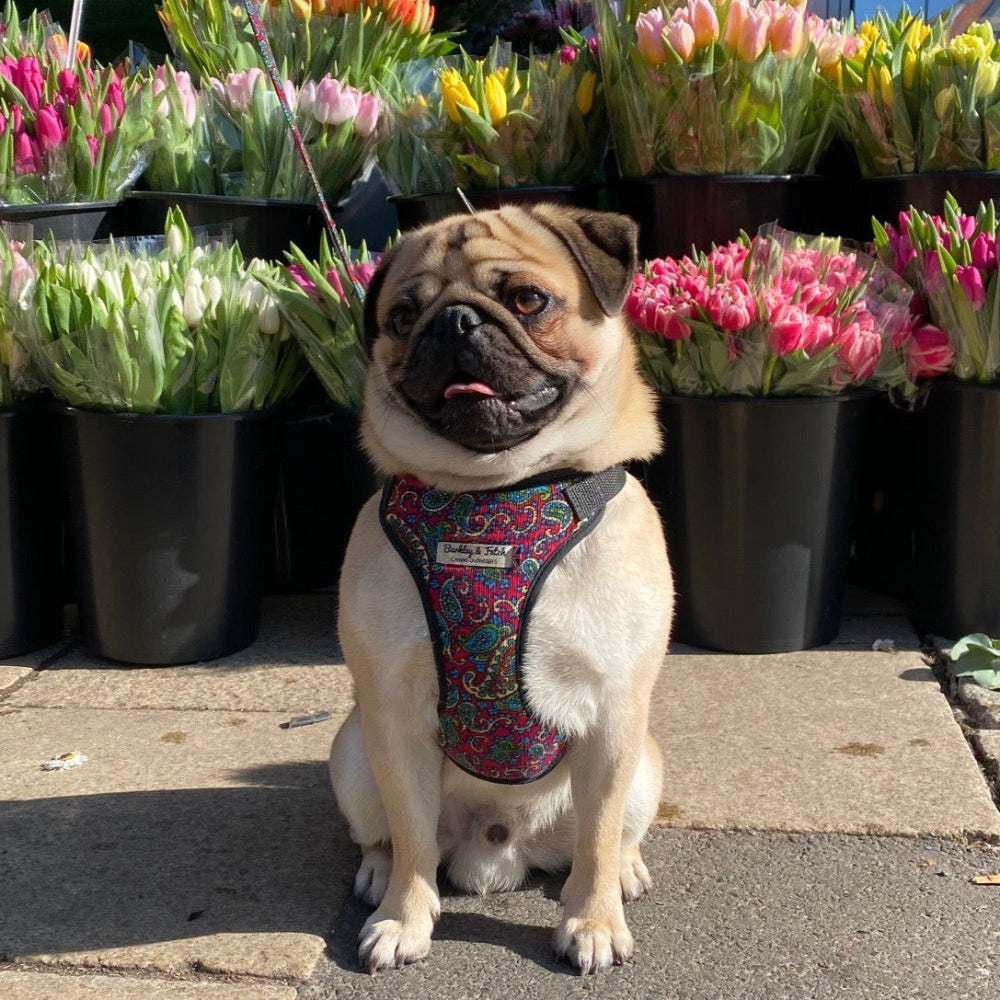 pug in cherry paisley harness sat on paving in front of a flower stall at a market
