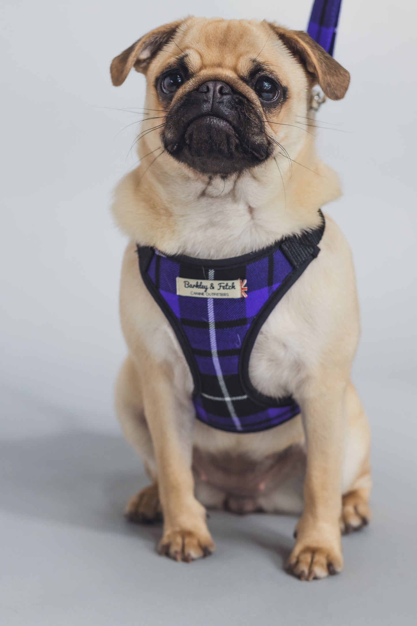 pug in purple tartan harness and lead looking at camera