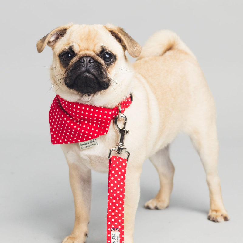 Pug wearing a red polka dot bandana and leash on a gray background. Handmade in the Uk by Barkley and Fetch