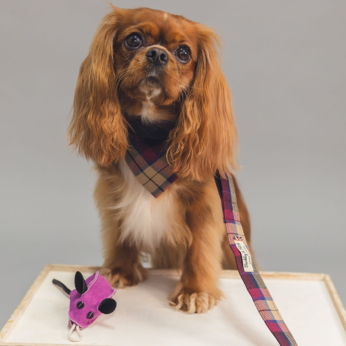 handmade wine tartan dog lead and bandana on apricot King Charles spaniel with pink mouse toy to her side