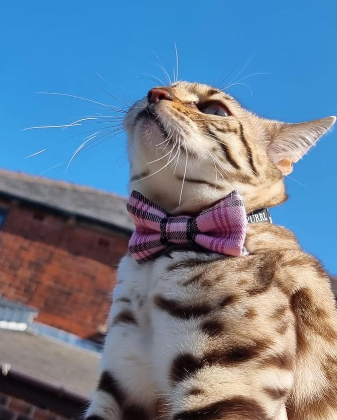 Bengal cat wearing a handmade cat collar and bow looking up into the blue sky