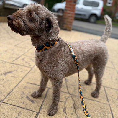 How to Choose the Right Dog Collar: A Complete Guide