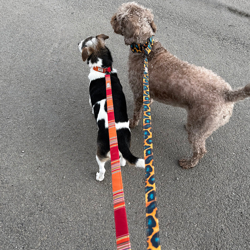 What Is the Ideal Length for a Dog Lead? 🐾