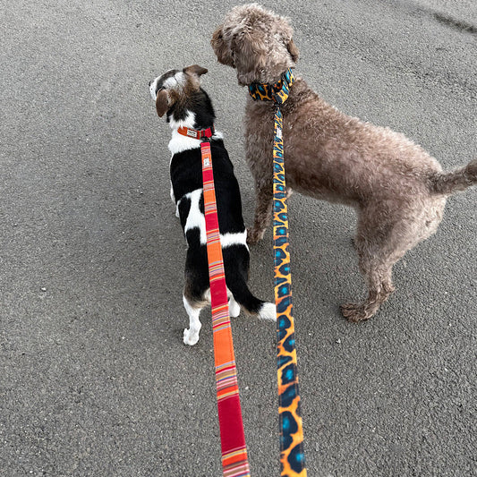 What Is the Ideal Length for a Dog Lead? 🐾