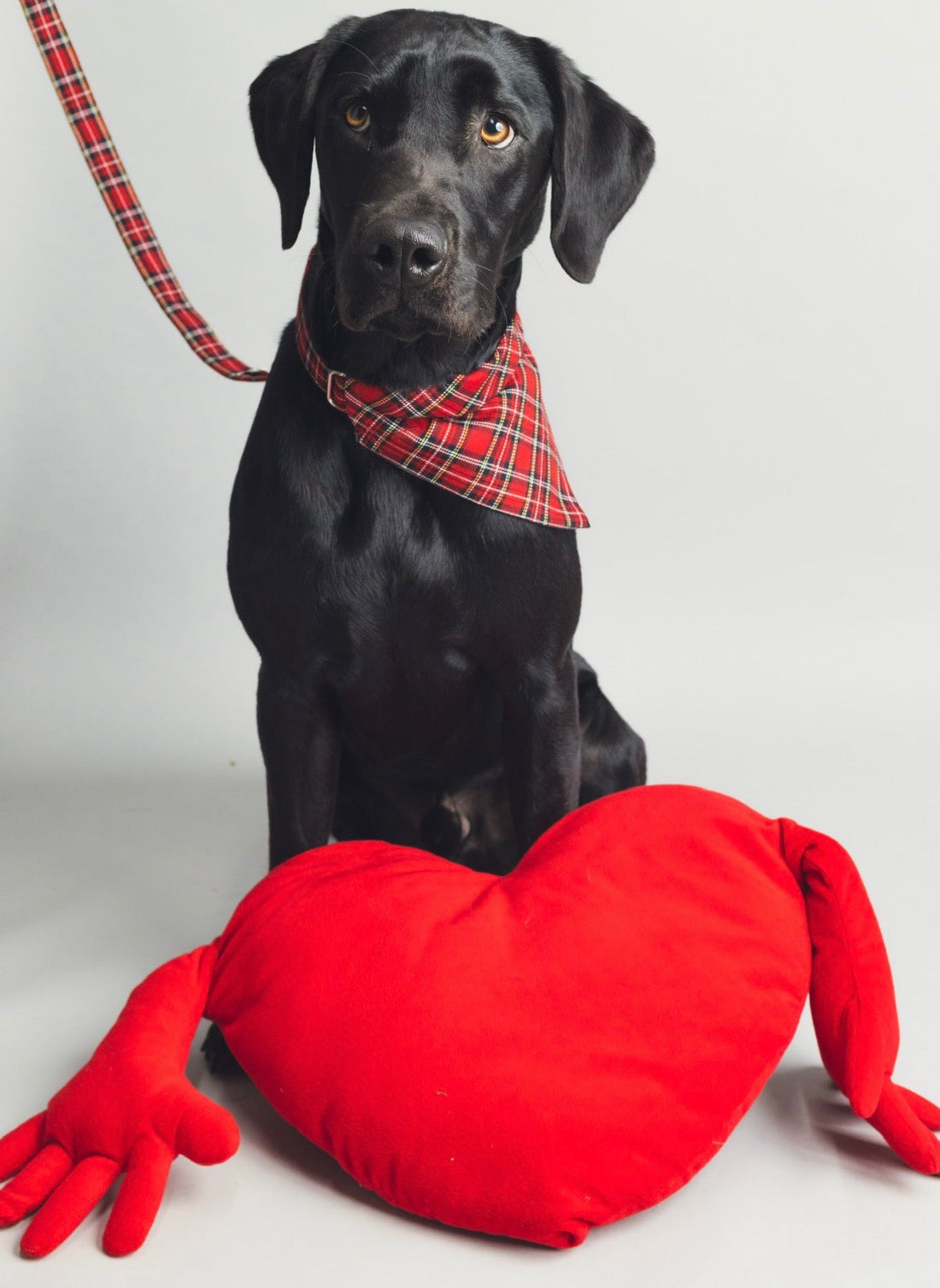 Should I buy a Valentines Gift for My Dog?