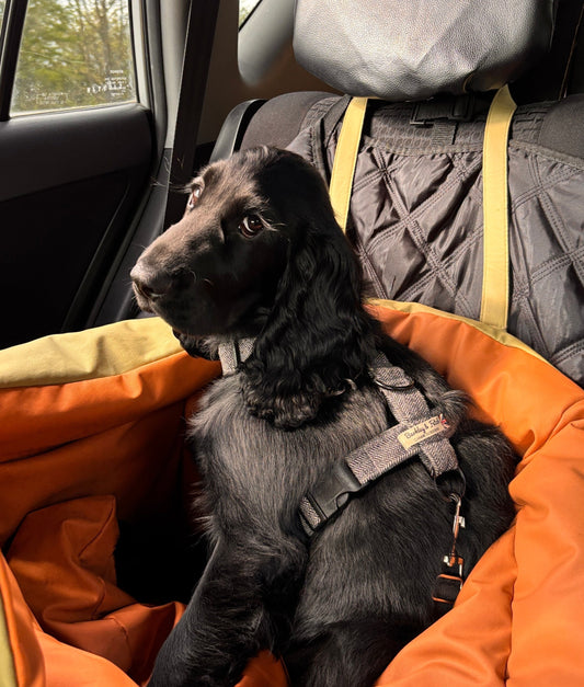 The Essential Dog Travel Checklist: 8 Things We Never Leave Home Without