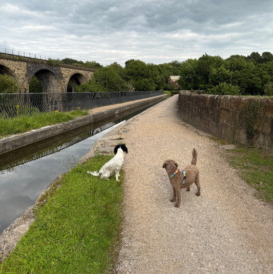 A Dog-Friendly Day Out in Marple: Walks and Treats for You and Your Pup 🐾