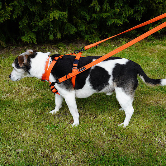 Barkley and Fetch Dog Walking Essentials Guide