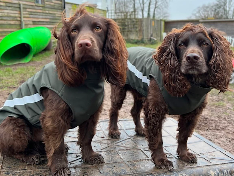 two brown cocker spaniels wearing Barkley and Fetch handmade soft-shell dog coats in a yard