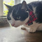 Red Tartan Cat Collar and accessories