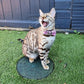 bengal cat in a garden wearing pink check bowtie by PURRL handmade by Barkley And Fetch